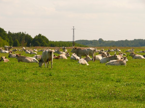 Szürke marhák Szalafő határában